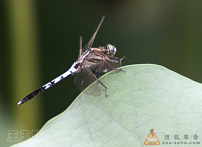 Img7801095_780.jpg