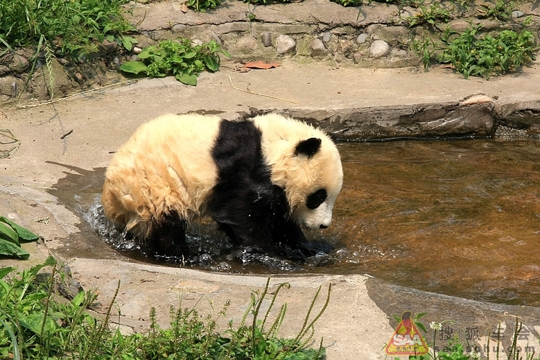 碧峰峡大熊猫的故事