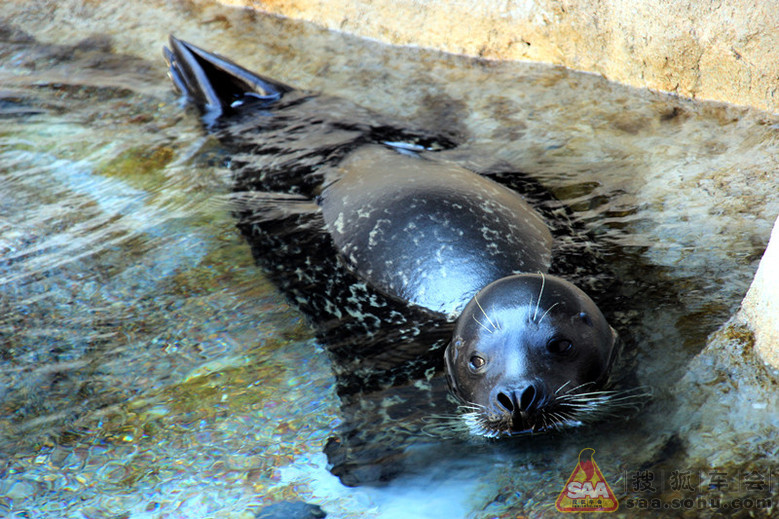 我和老伴经珠海坐船过伶仃洋到香港自由行--游