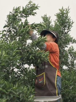 土地上的散文诗